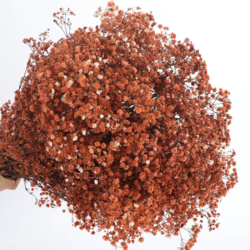 Dried Flower Baby Beath