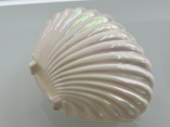 Big Shell Shape Plastic