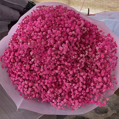 Dried Flower Baby Beath