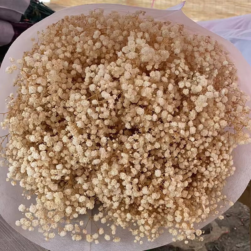 Dried Baby Breath Flower