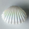 Shell Candy Boxes Plastic Mini Sea Shells Party Treat Candy Box Wedding Party Accessories Decorations Candy Supplies Gifts